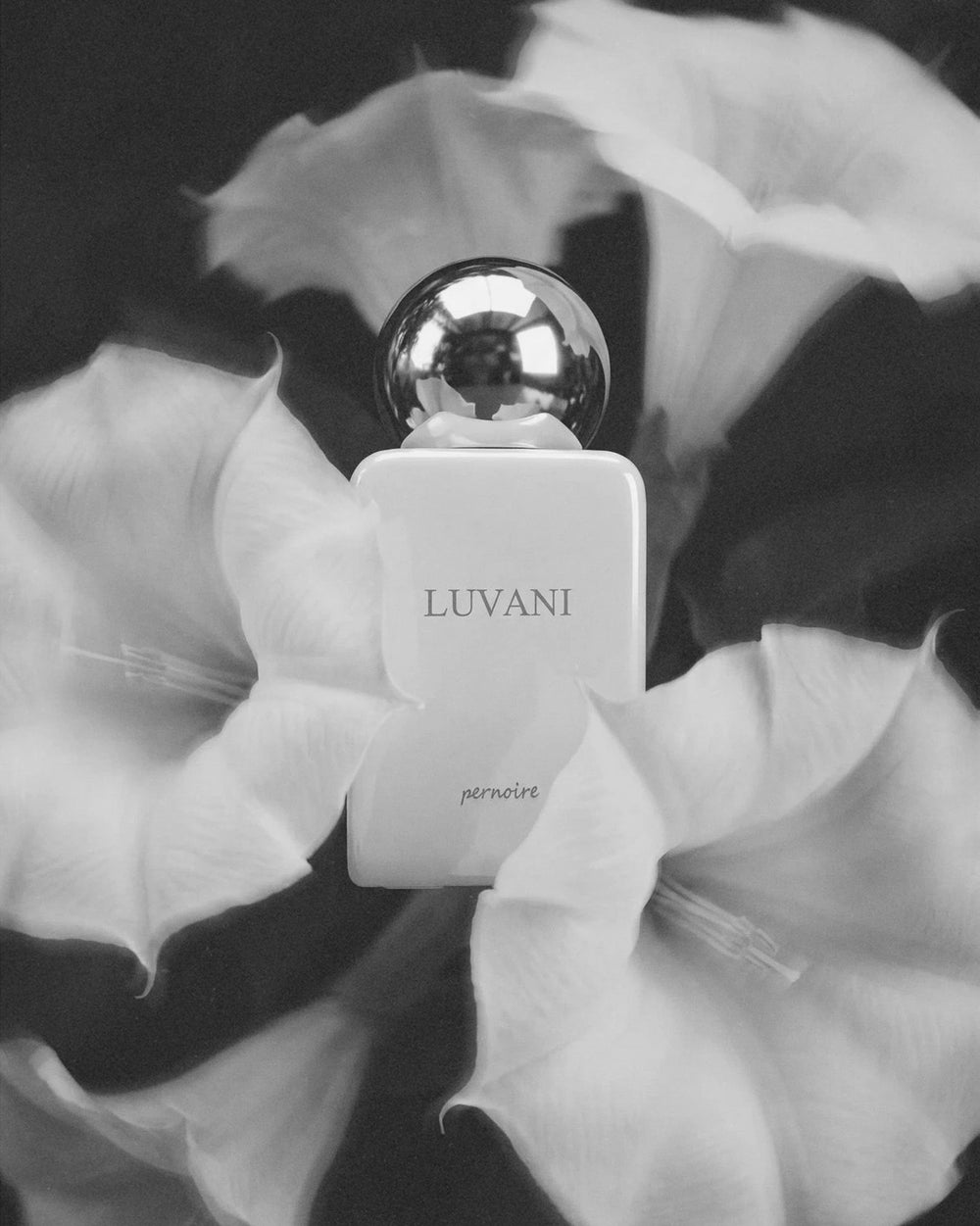 Pernoire Luvani Extrait de Parfum (50ml) – afbeelding 3